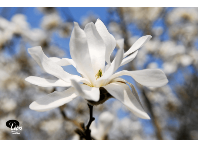 Magnolia stellata